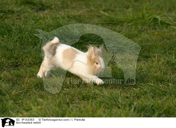 Lwenkpfchen / lion-headed rabbit / IP-03363