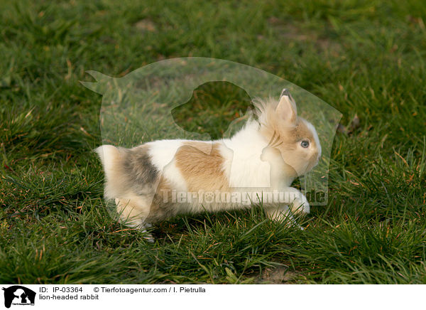 Lwenkpfchen / lion-headed rabbit / IP-03364