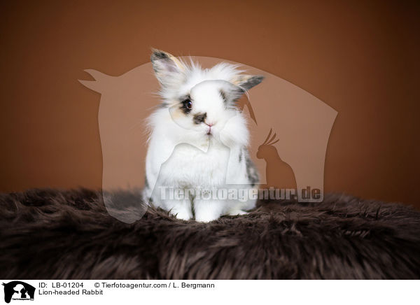 Lwenkpfchen / Lion-headed Rabbit / LB-01204