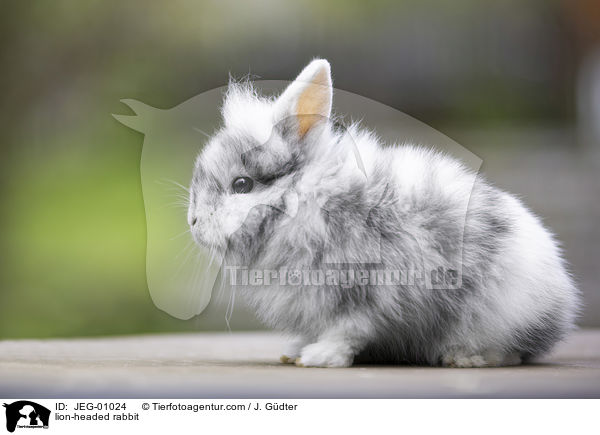 Lwenkpfchen / lion-headed rabbit / JEG-01024