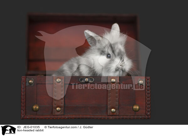 Lwenkpfchen / lion-headed rabbit / JEG-01035