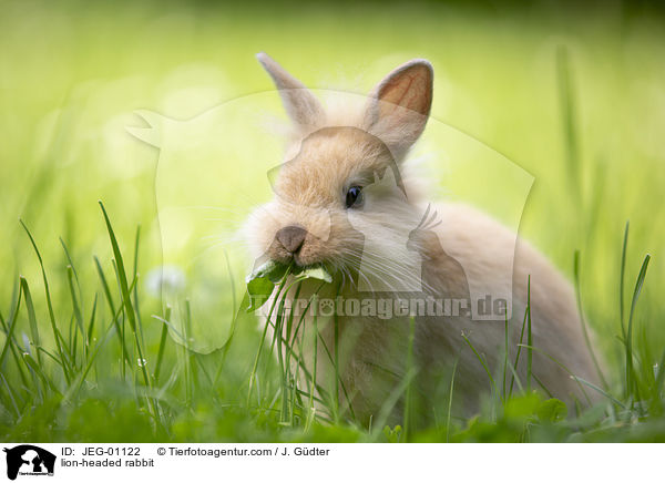 Lwenkpfchen / lion-headed rabbit / JEG-01122