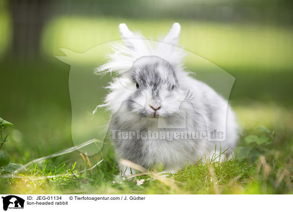 Lwenkpfchen / lion-headed rabbit / JEG-01134