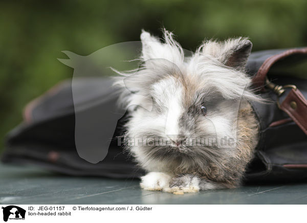 Lwenkpfchen / lion-headed rabbit / JEG-01157