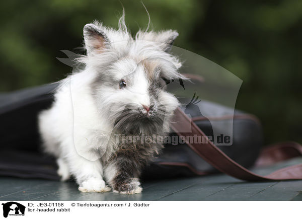 Lwenkpfchen / lion-headed rabbit / JEG-01158