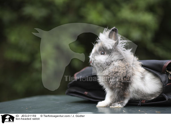 Lwenkpfchen / lion-headed rabbit / JEG-01159