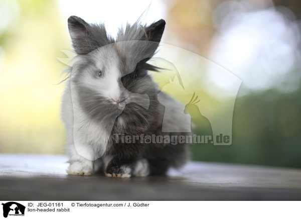 Lwenkpfchen / lion-headed rabbit / JEG-01161