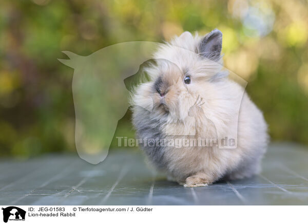 Lion-headed Rabbit / JEG-01583