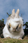 lion-headed rabbit is cleaning itself