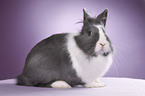 lionhead rabbit