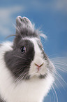 lionhead rabbit