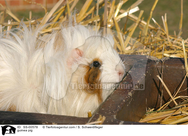 Meerschweinchen / guinea pig / SS-00578