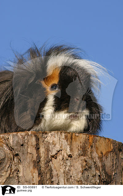 Meerschweinchen / guinea pig / SS-00891