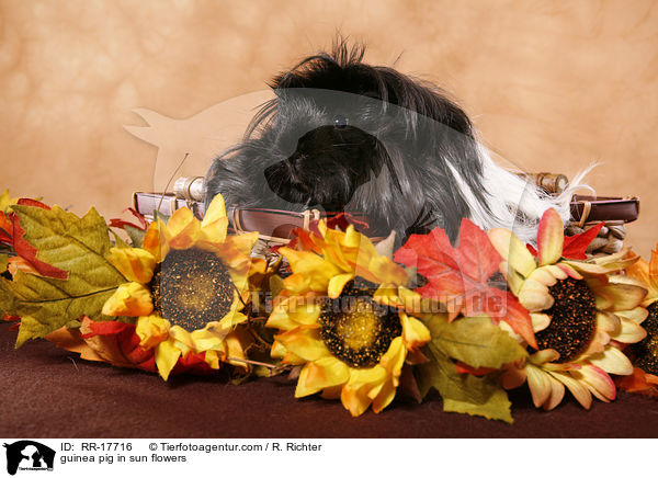 Meerschwein in Sonnenblumen / guinea pig in sun flowers / RR-17716