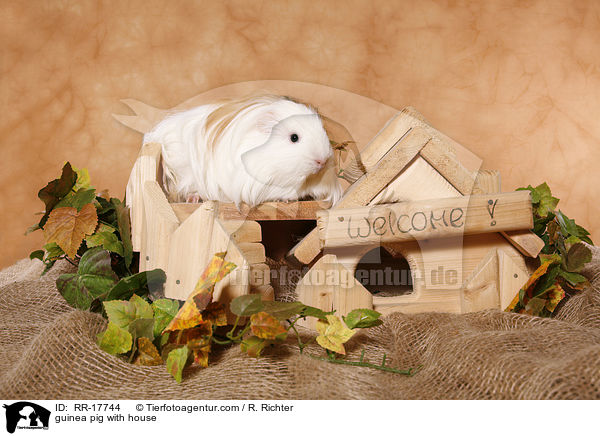 Meerschwein am Huschen / guinea pig with house / RR-17744