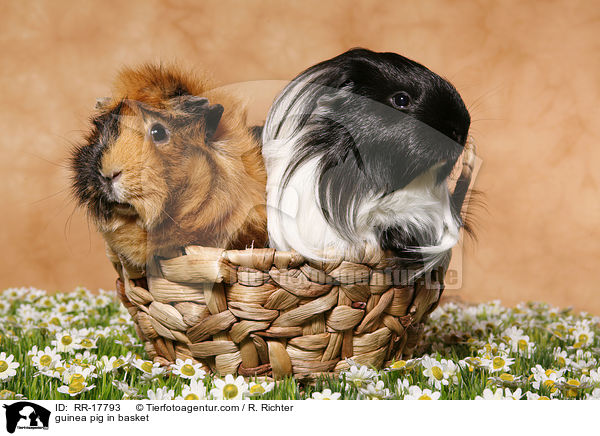 Meerschweinchen im Krbchen / guinea pig in basket / RR-17793