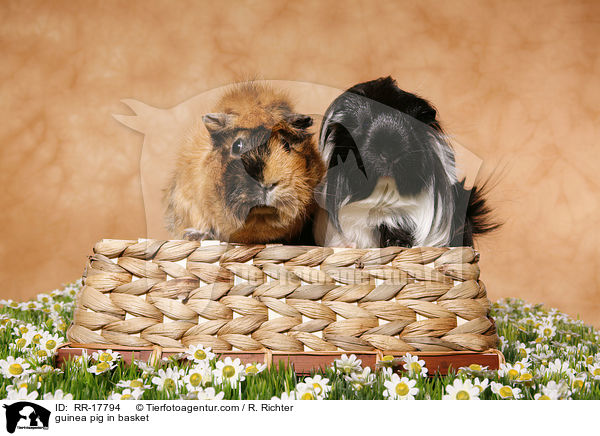 Meerschweinchen im Krbchen / guinea pig in basket / RR-17794