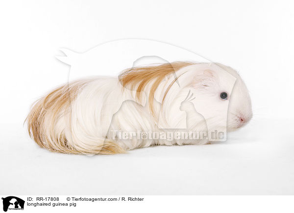 Langhaarmeerschwein / longhaired guinea pig / RR-17808