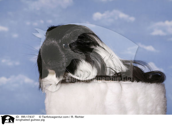 Langhaarmeerschwein / longhaired guinea pig / RR-17837