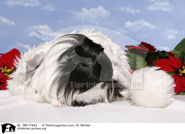 Weihnachtsmeerschweinchen / christmas guinea pig / RR-17843