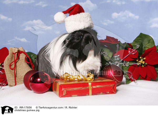 Weihnachtsmeerschweinchen / christmas guinea pig / RR-17856