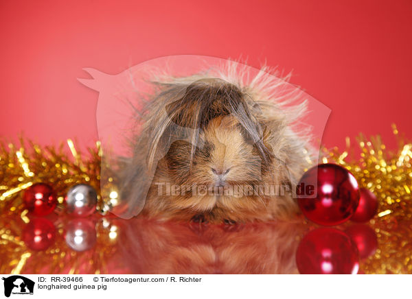 Langhaarmeerschweinchen / longhaired guinea pig / RR-39466