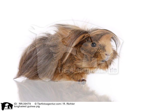 longhaired guinea pig / RR-39479