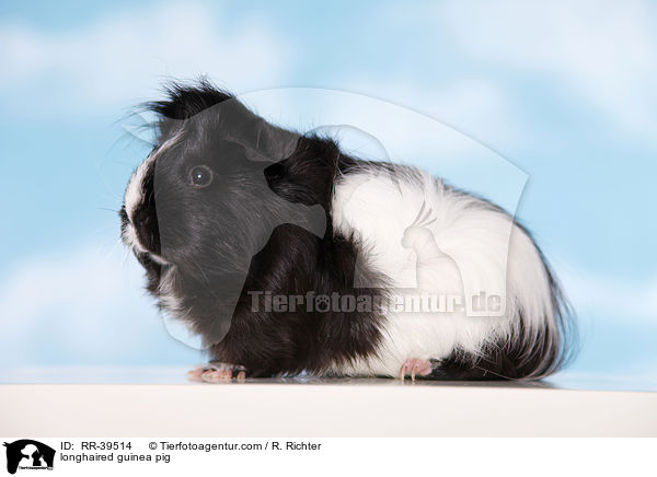 longhaired guinea pig / RR-39514