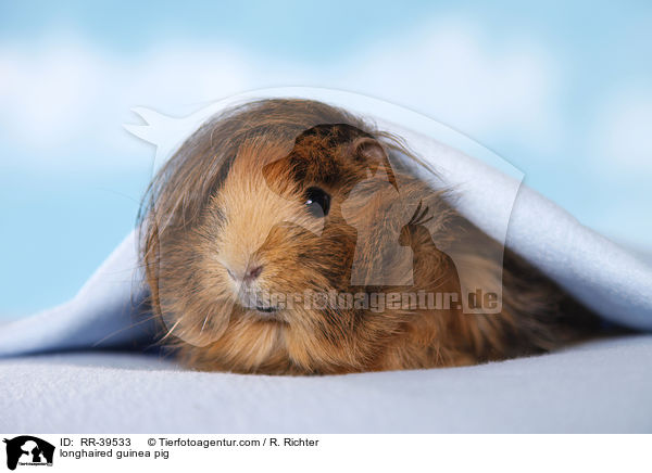 longhaired guinea pig / RR-39533