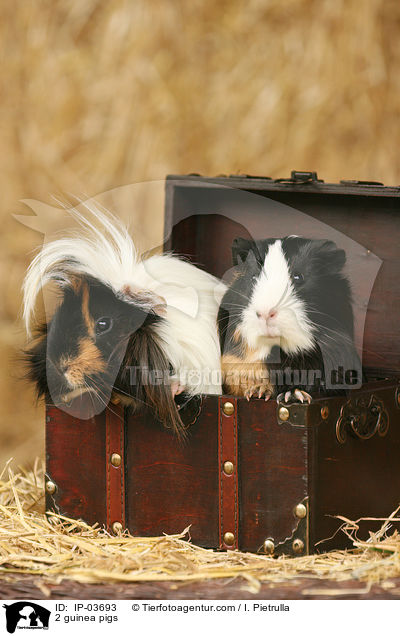 2 guinea pigs / IP-03693