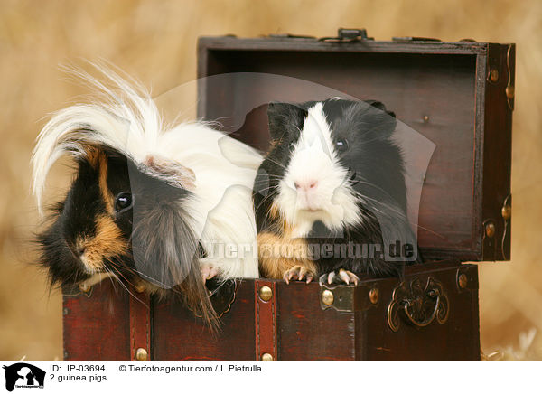 2 Meerschweinchen / 2 guinea pigs / IP-03694