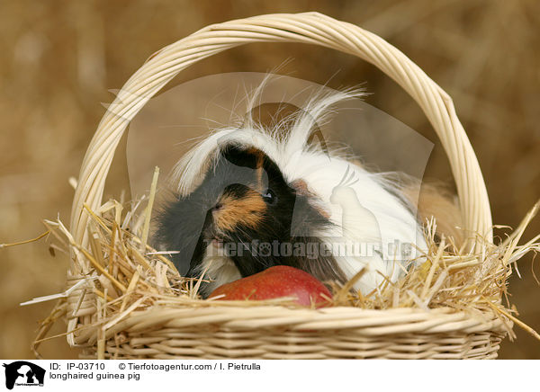 longhaired guinea pig / IP-03710