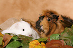 guinea pig