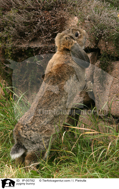 Widder Kaninchen / pygmy bunny / IP-00782