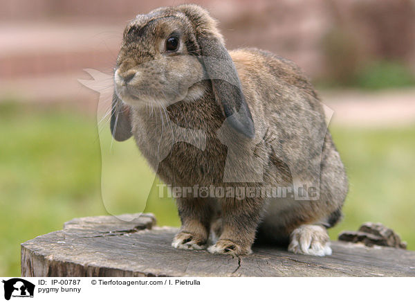 Widder Kaninchen / pygmy bunny / IP-00787