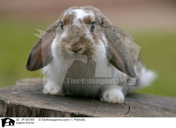 Widder Kaninchen / pygmy bunny / IP-00789