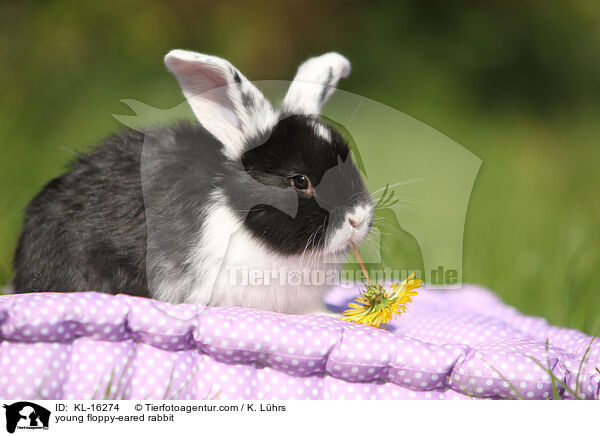 junges Widderkaninchen / young floppy-eared rabbit / KL-16274