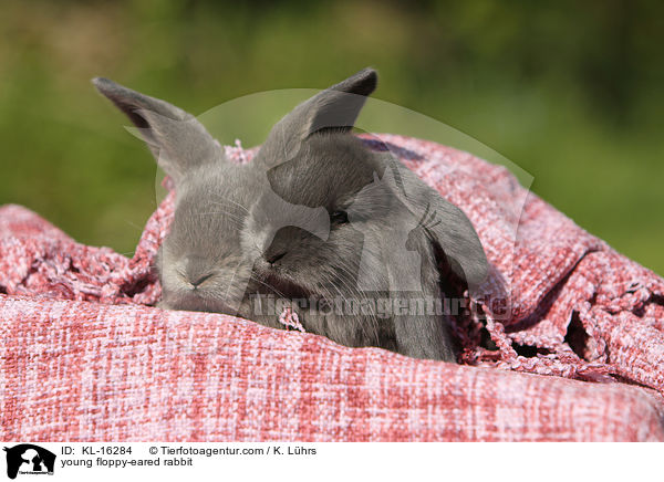 junges Widderkaninchen / young floppy-eared rabbit / KL-16284