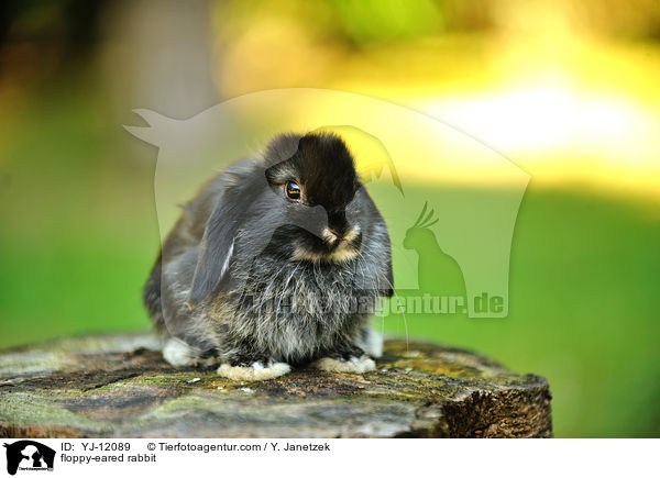 Widderkaninchen / floppy-eared rabbit / YJ-12089