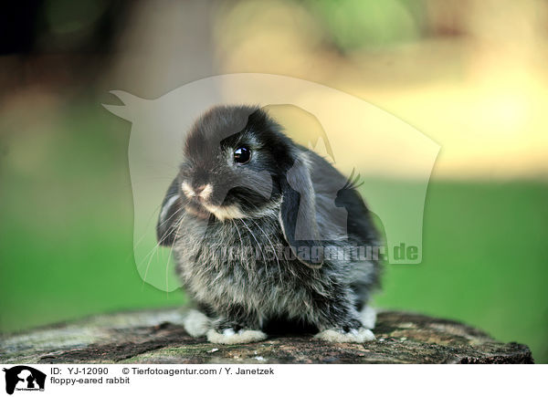 Widderkaninchen / floppy-eared rabbit / YJ-12090