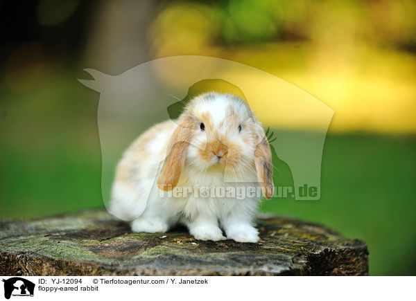 Widderkaninchen / floppy-eared rabbit / YJ-12094