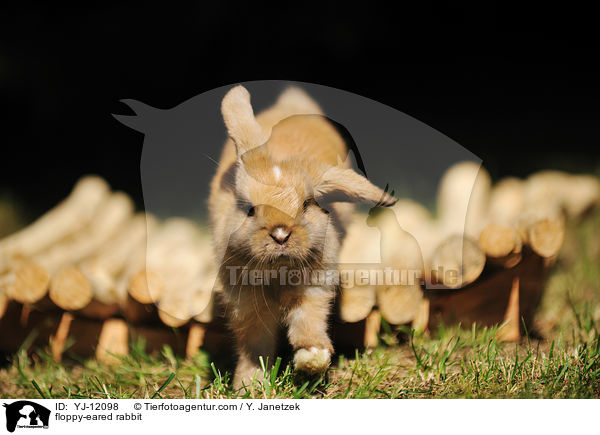 Widderkaninchen / floppy-eared rabbit / YJ-12098