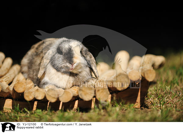 Widderkaninchen / floppy-eared rabbit / YJ-12100