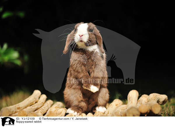 Widderkaninchen / floppy-eared rabbit / YJ-12109