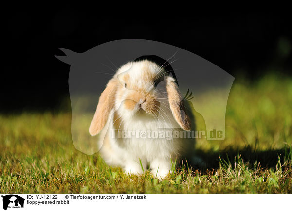 floppy-eared rabbit / YJ-12122