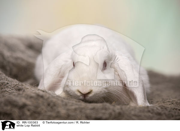 weies Widderkaninchen / white Lop Rabbit / RR-100363