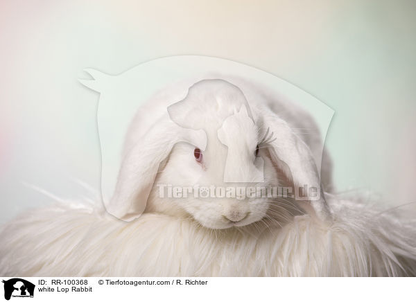 white Lop Rabbit / RR-100368