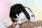 lop-eared rabbit