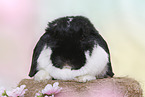 lop-eared rabbit