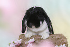 lop-eared rabbit